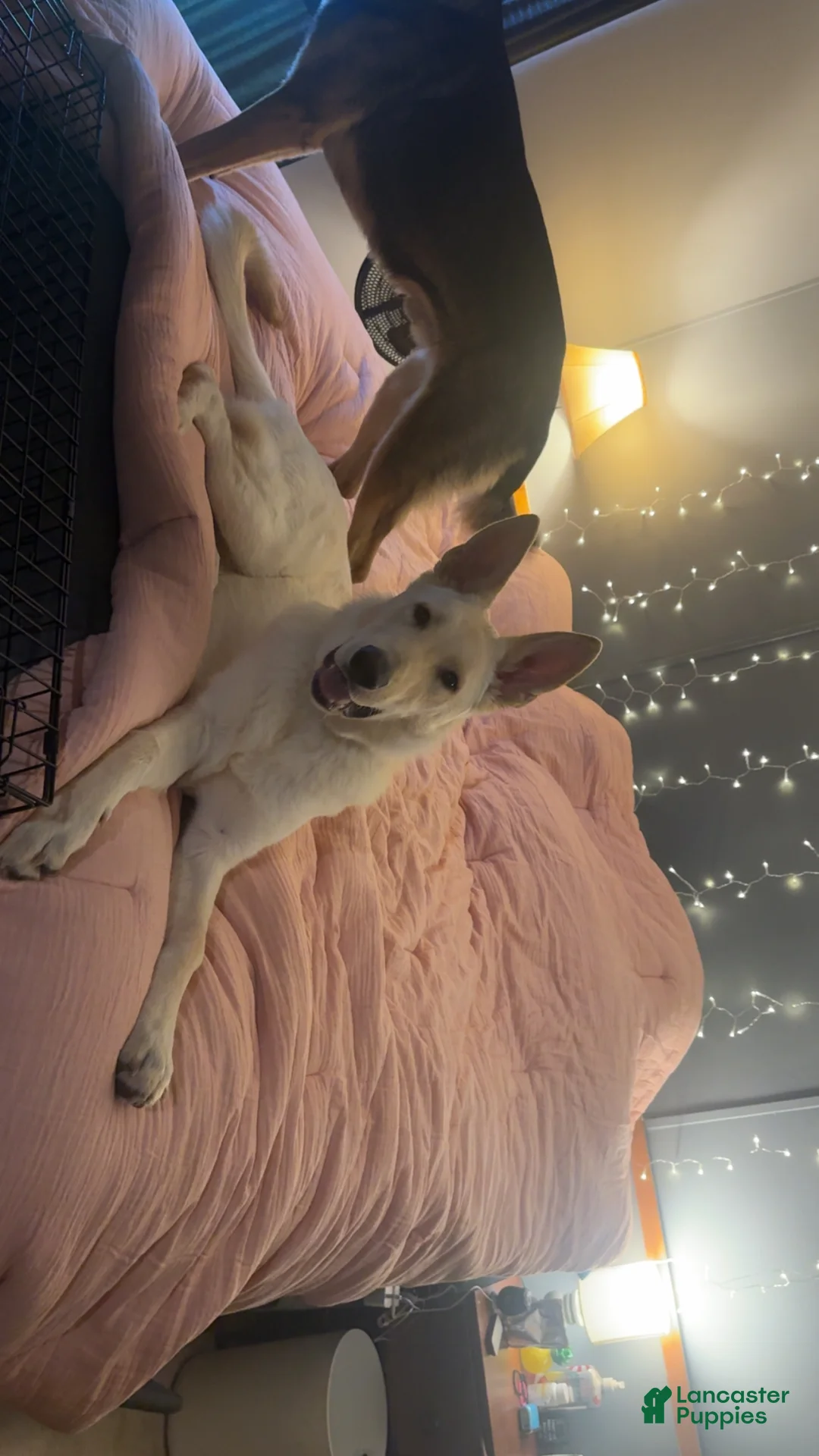 German Shepherd dogs for stud: Chief  - Ad 3