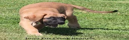 Mixed Breed dogs for sale: Mixed Breed 2 - Ad 6