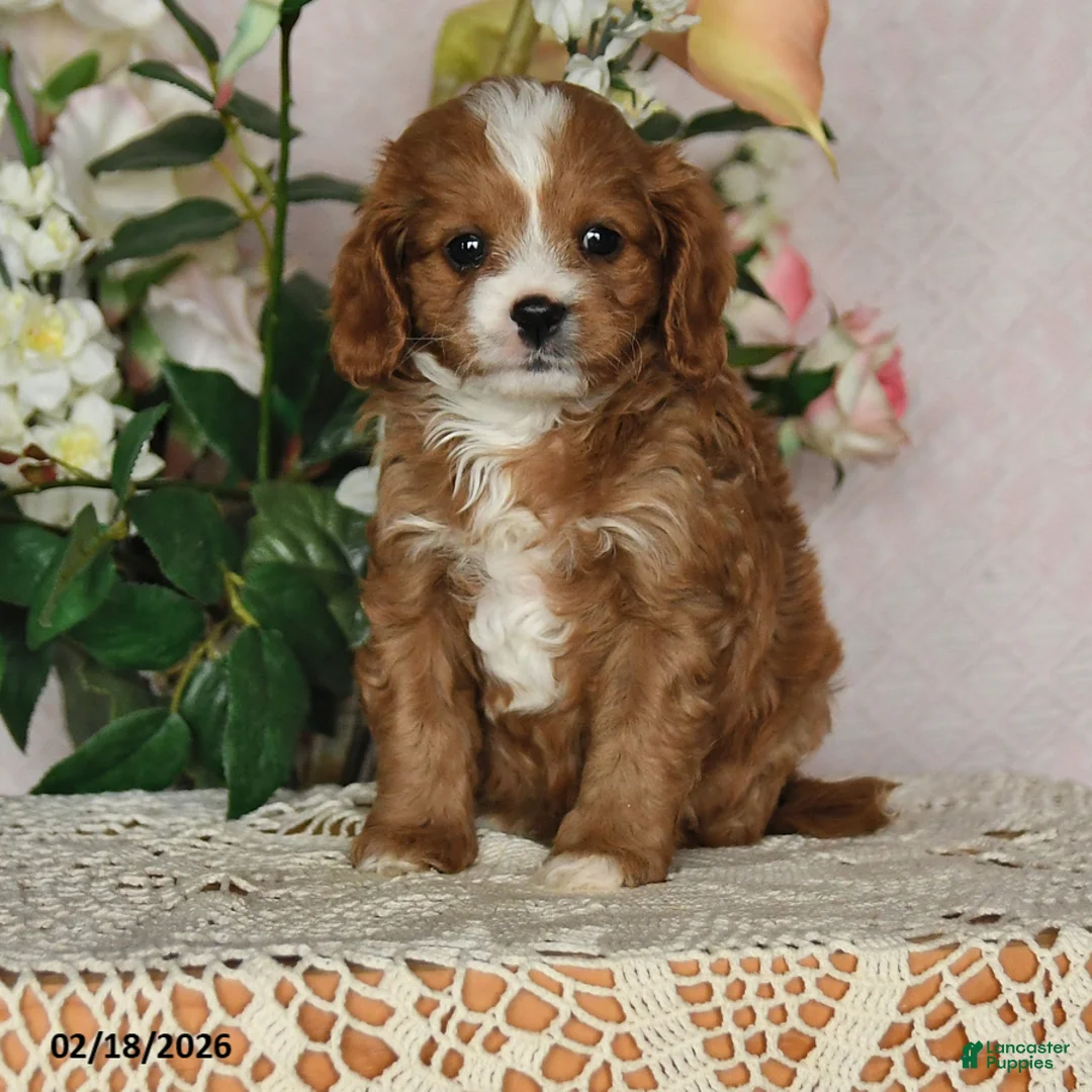 Cavapoo dogs for sale: Kathryn - Ad 3