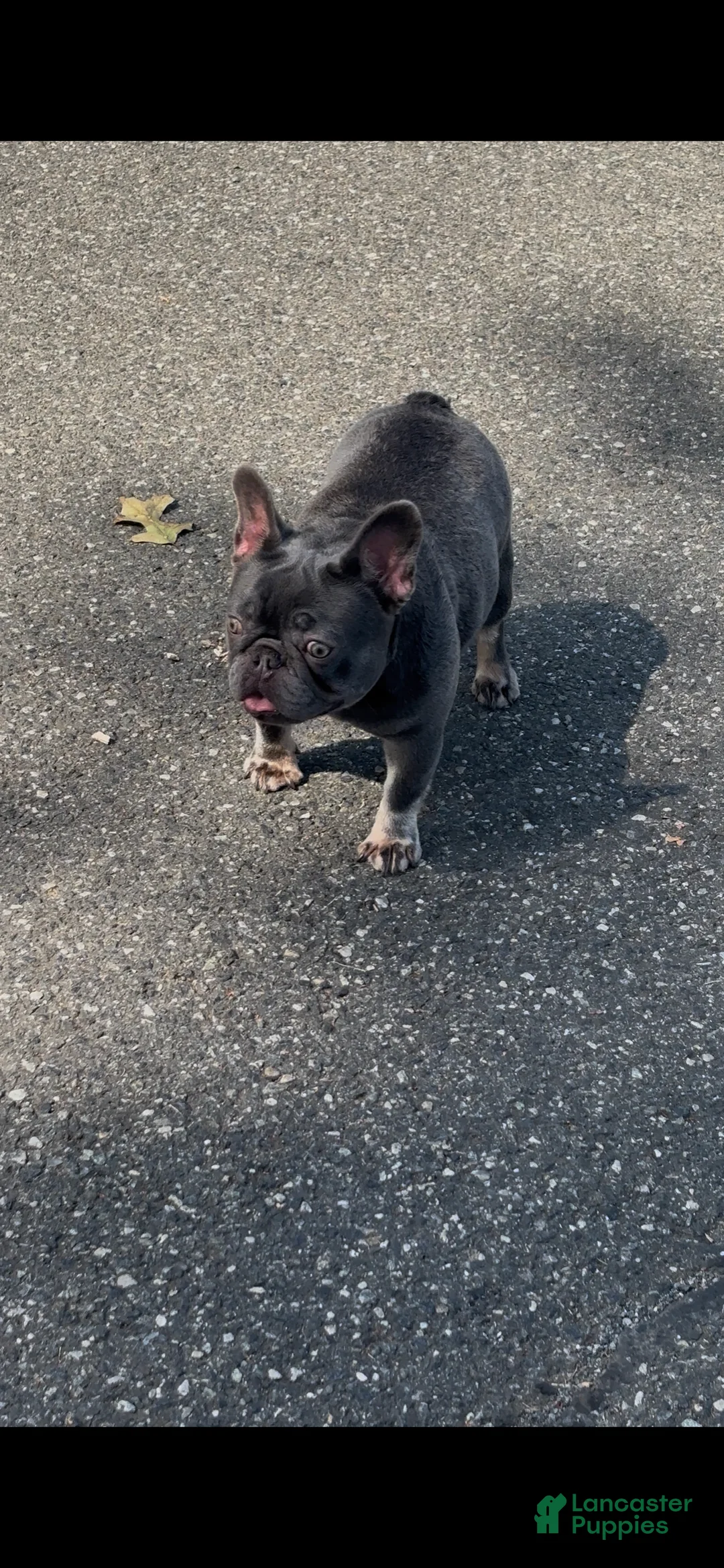 French Bulldog dogs for sale: French Bulldog Puppy 1 - Ad 5