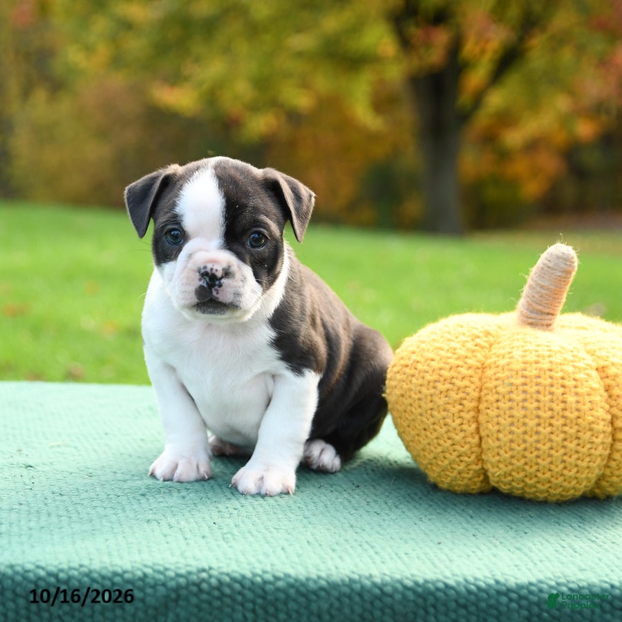 Boston Terrier dogs Nutella - Ad 1