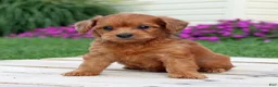 Yorkiepoo dogs for sale: Rustin - Ad 5
