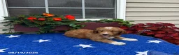 Mini Goldendoodle dogs for sale: Layla - Ad 5