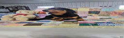 Dachshund dogs for sale: Bandit - Ad 2