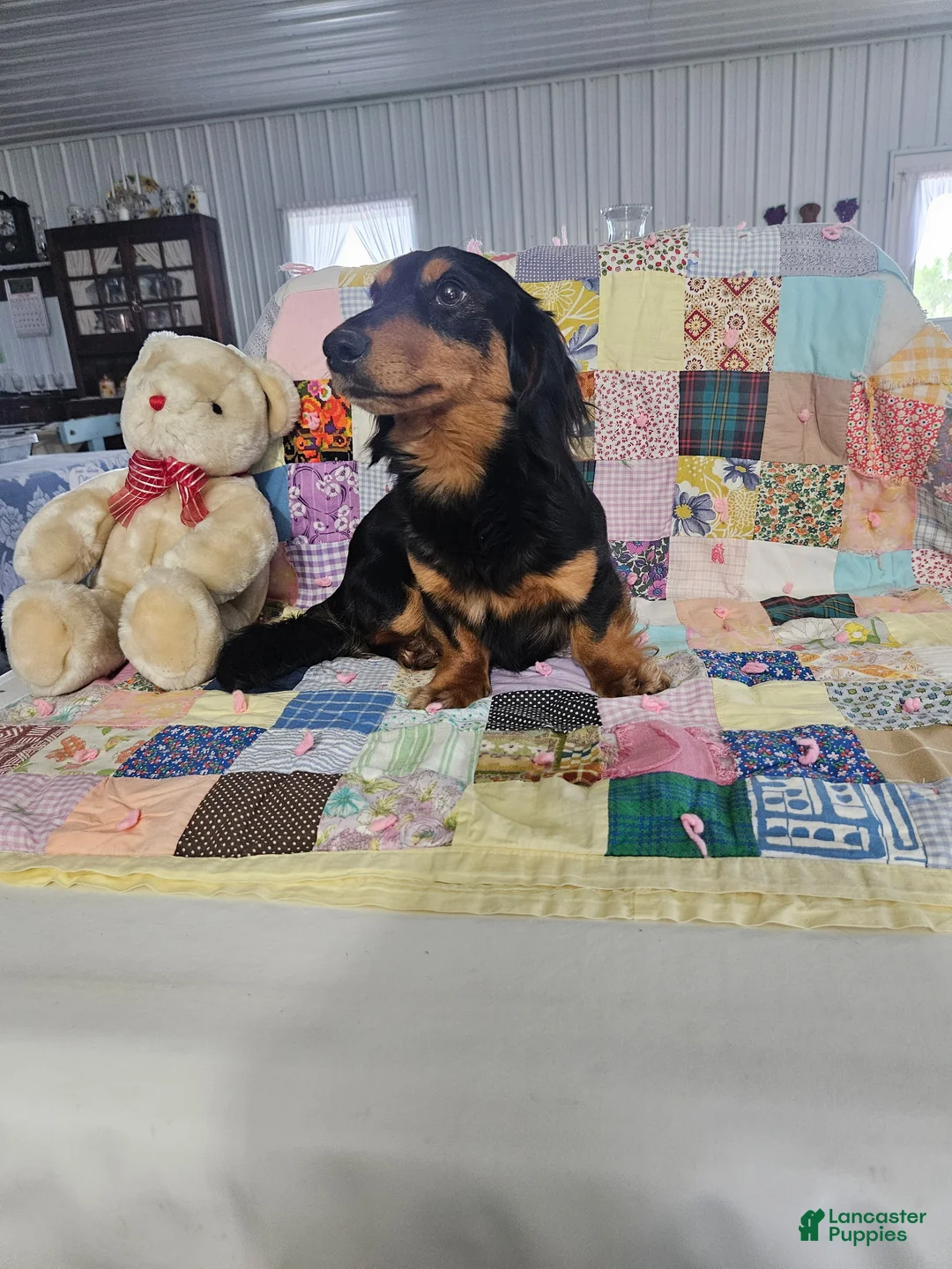 Dachshund dogs for sale: Bandit - Ad 2