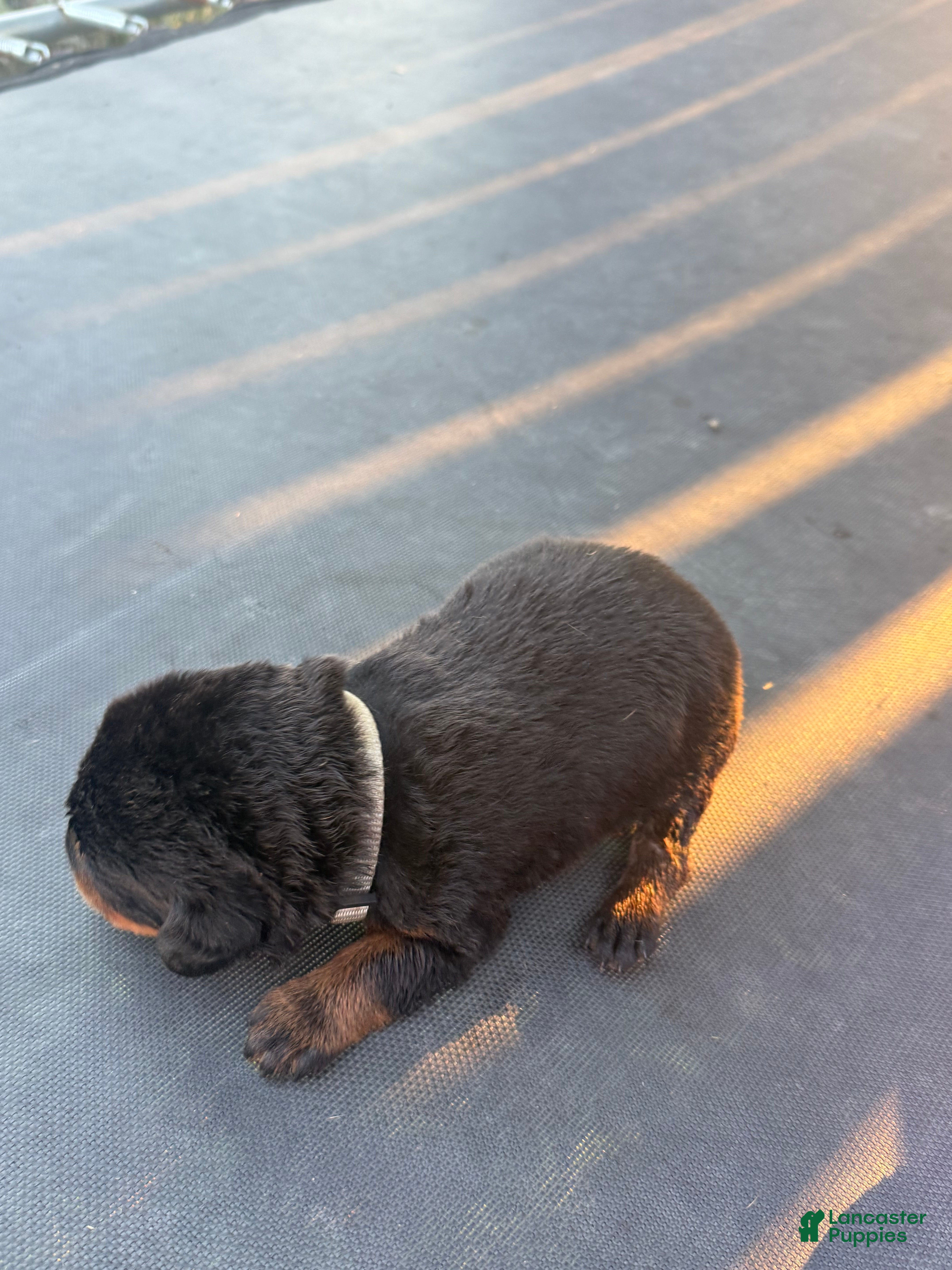 Rottweiler dogs for sale: Rottweiler 8 - Ad 4