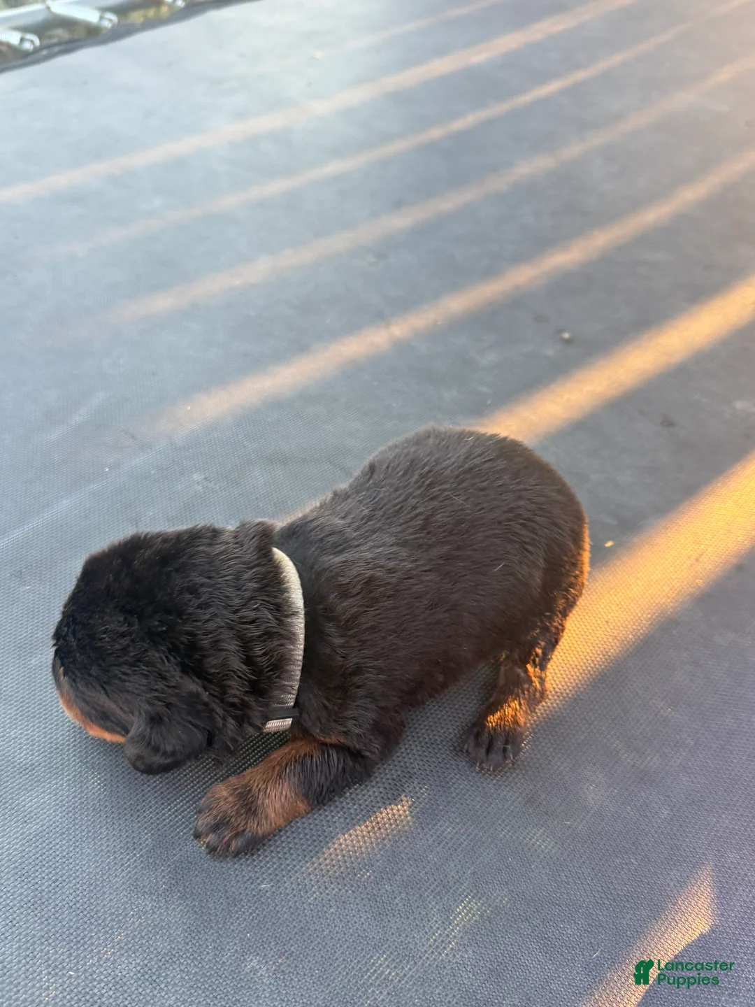 Rottweiler dogs for sale: Rottweiler 8 - Ad 1