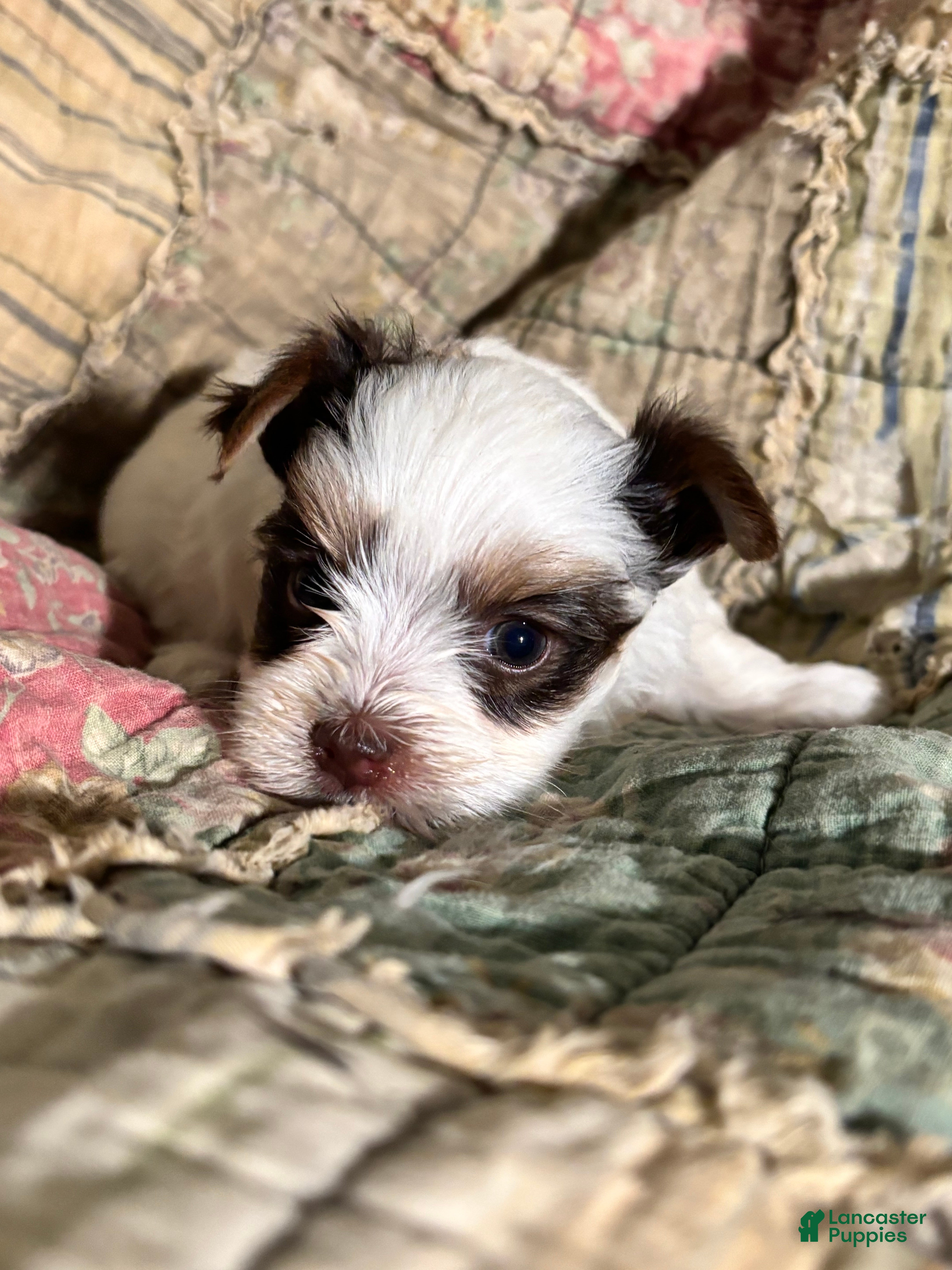 Yorkshire Terrier dogs Spot - Ad 36