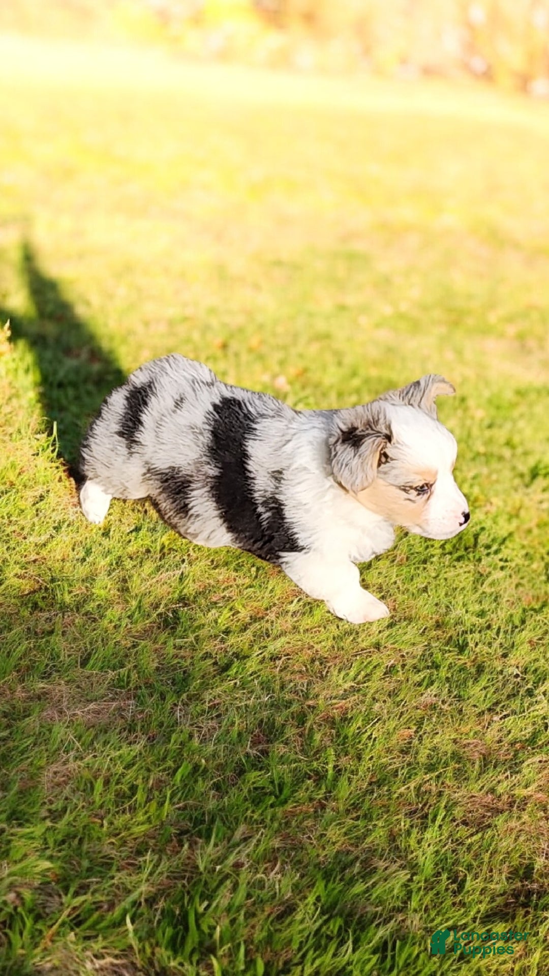 Welsh Corgi Pembroke dogs for sale: Merlin Fluffy Merle - Ad 7