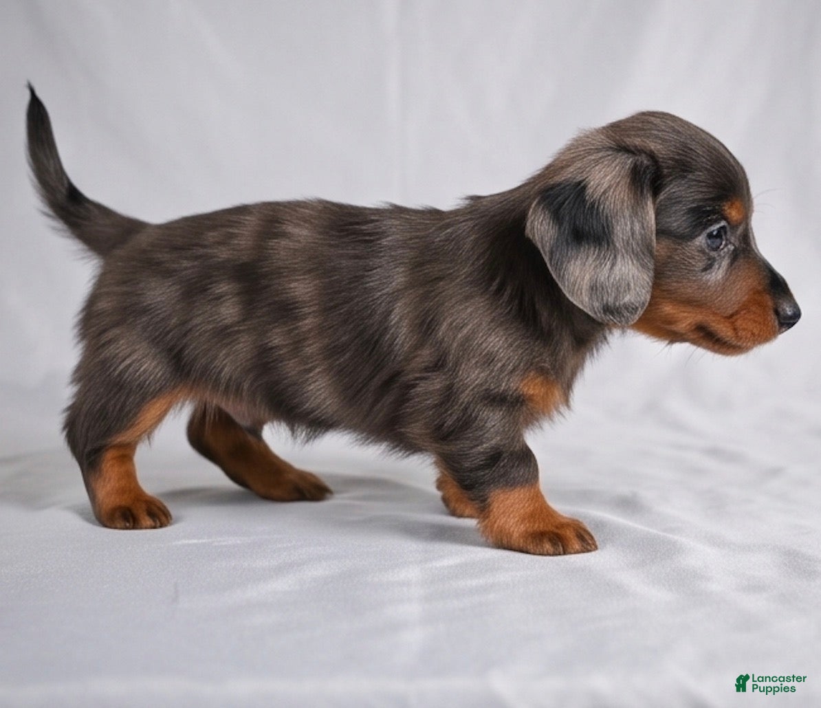 Miniature Dachshund dogs AKC Cody - Ad 2