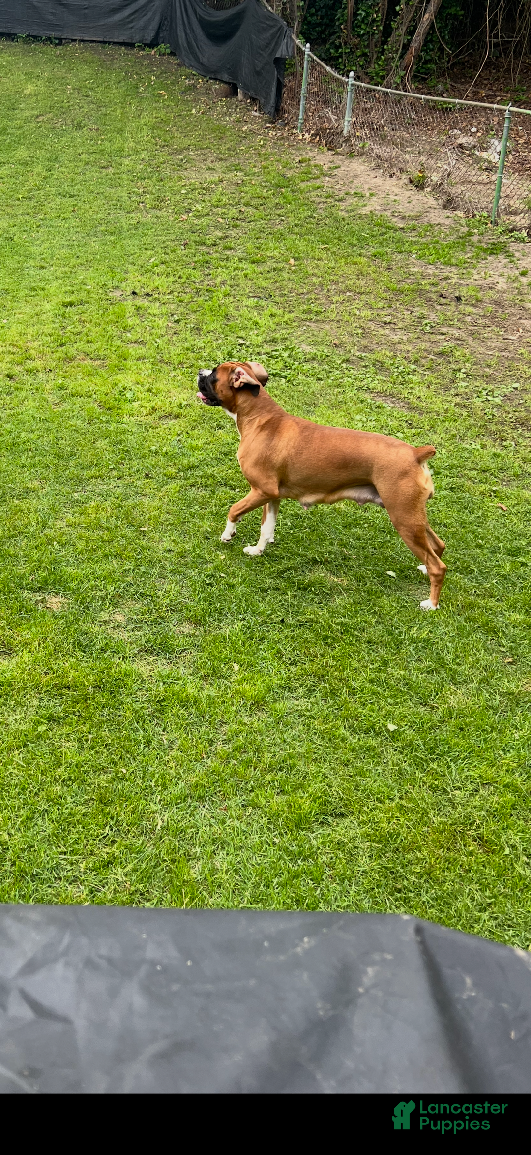 Boxer dogs for sale: Flash - Ad 3