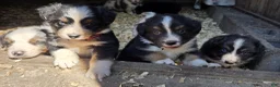 Australian Shepherd dogs for sale: Australian Shepherd Puppy 6 - Ad 7