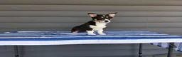 Welsh Corgi Pembroke dogs for sale: Max - Ad 3