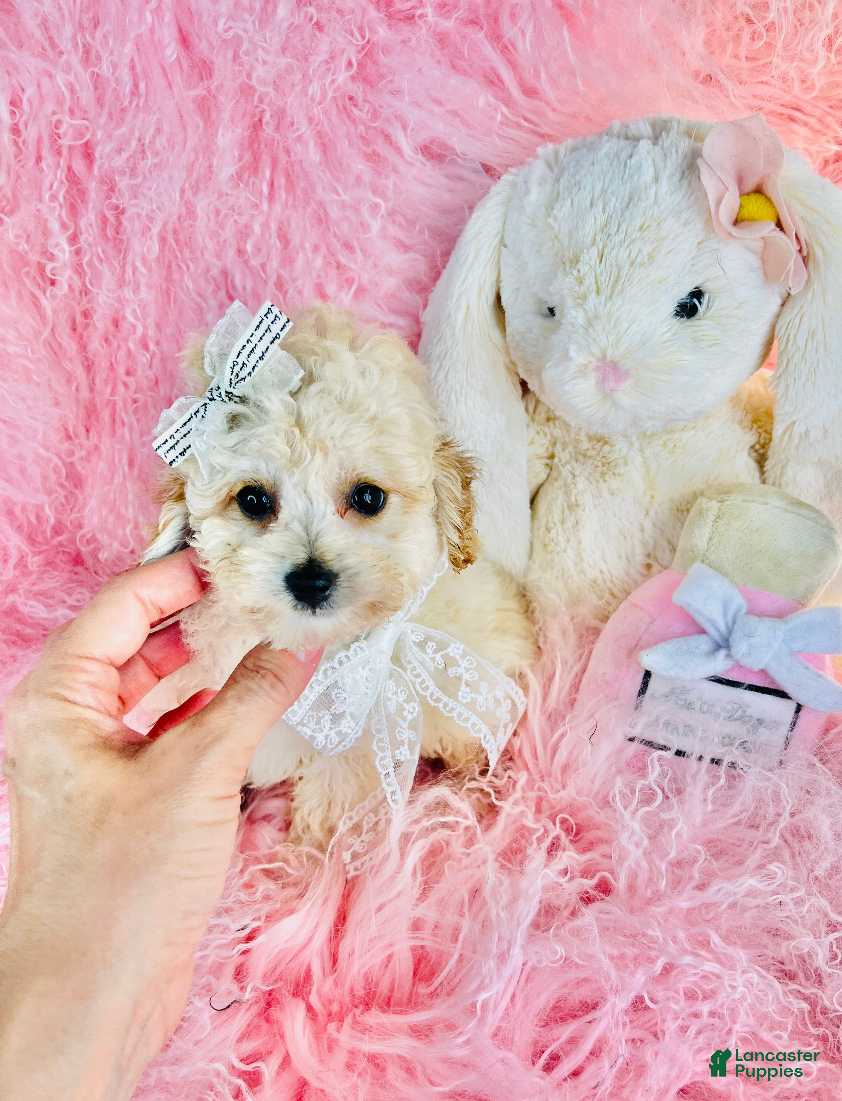 Toy Poodle dogs Teacup/Pocketbook Poodle 1 - Ad 1
