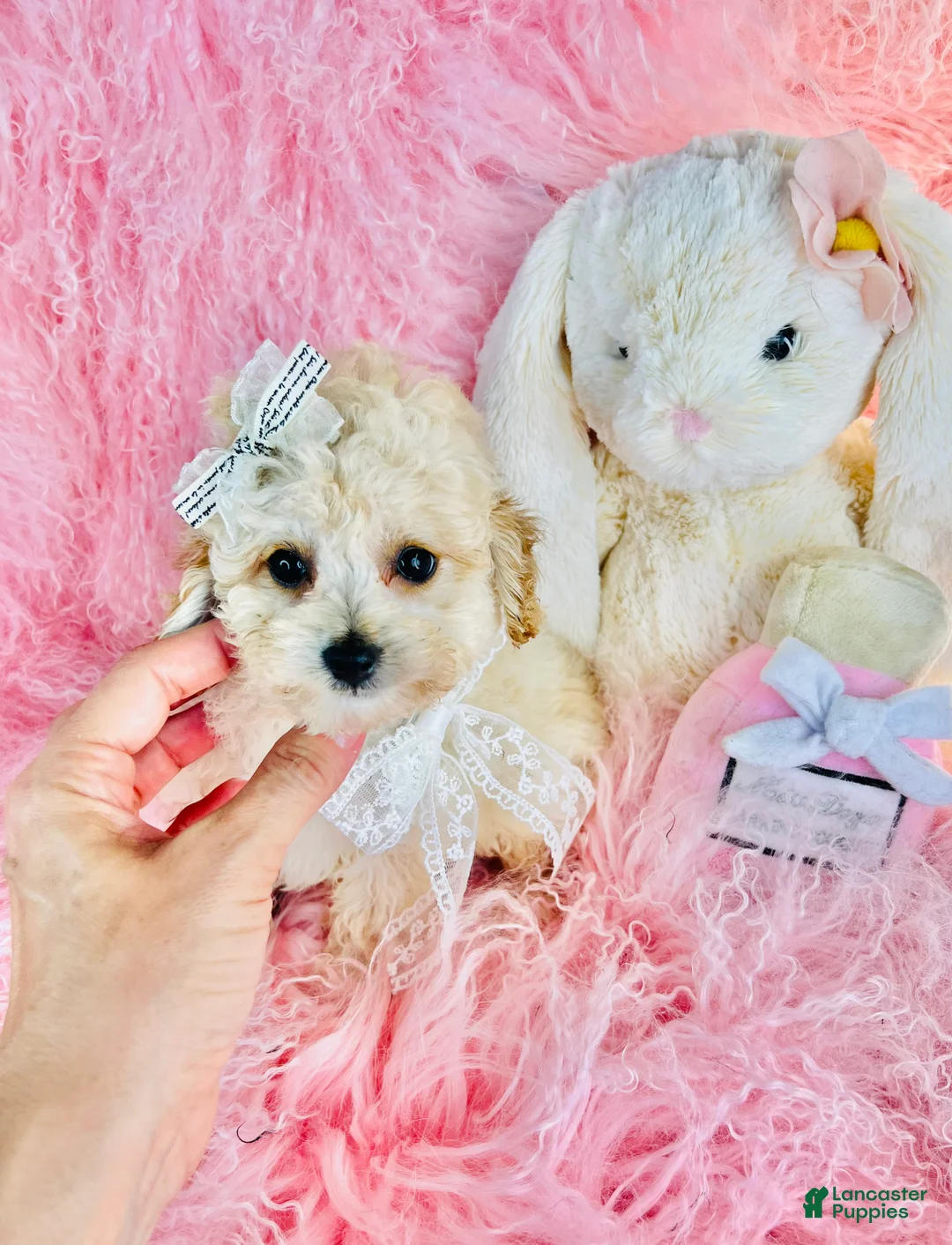 Toy Poodle dogs for sale: Teacup/Pocketbook Poodle 1 - Ad 1