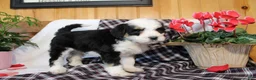 Bernedoodle dogs for sale: Bubbles - Ad 1