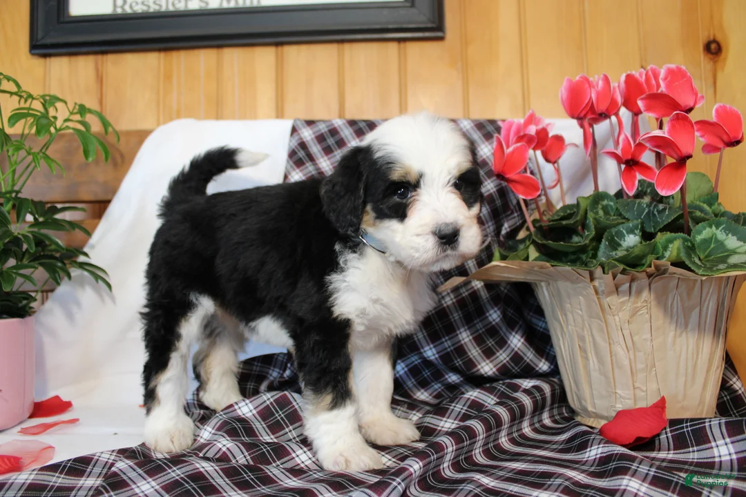 Bernedoodle dogs for sale: Bubbles - Ad 1