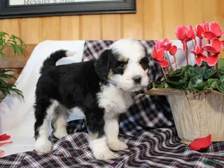 Bernedoodle dogs Bubbles - Ad 16