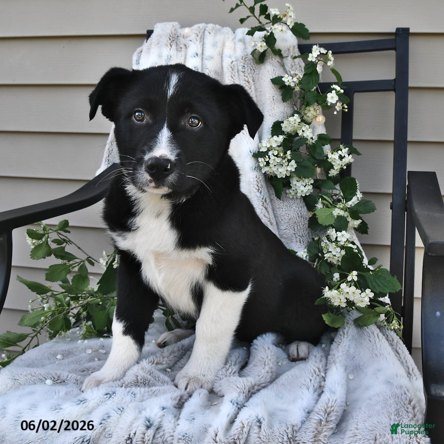 Mixed Breed dogs Stella - Ad 2