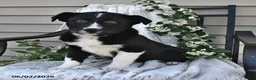 Mixed Breed dogs for sale: Stella - Ad 2