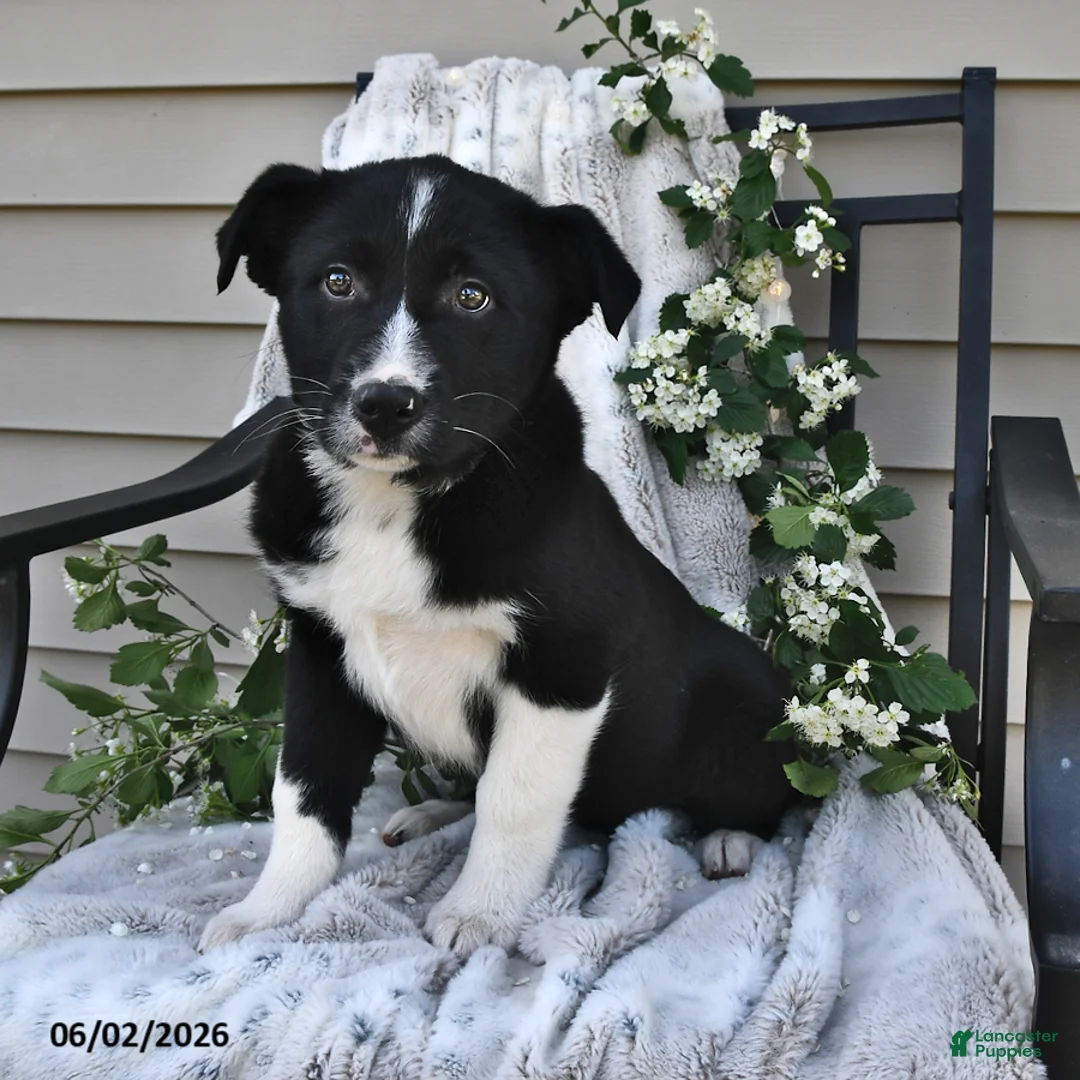 Mixed Breed dogs for sale: Stella - Ad 2