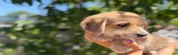 Mixed Breed dogs for sale: Leo  - Ad 6
