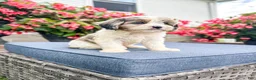 Cavapoo dogs for sale: Poppy - Ad 22