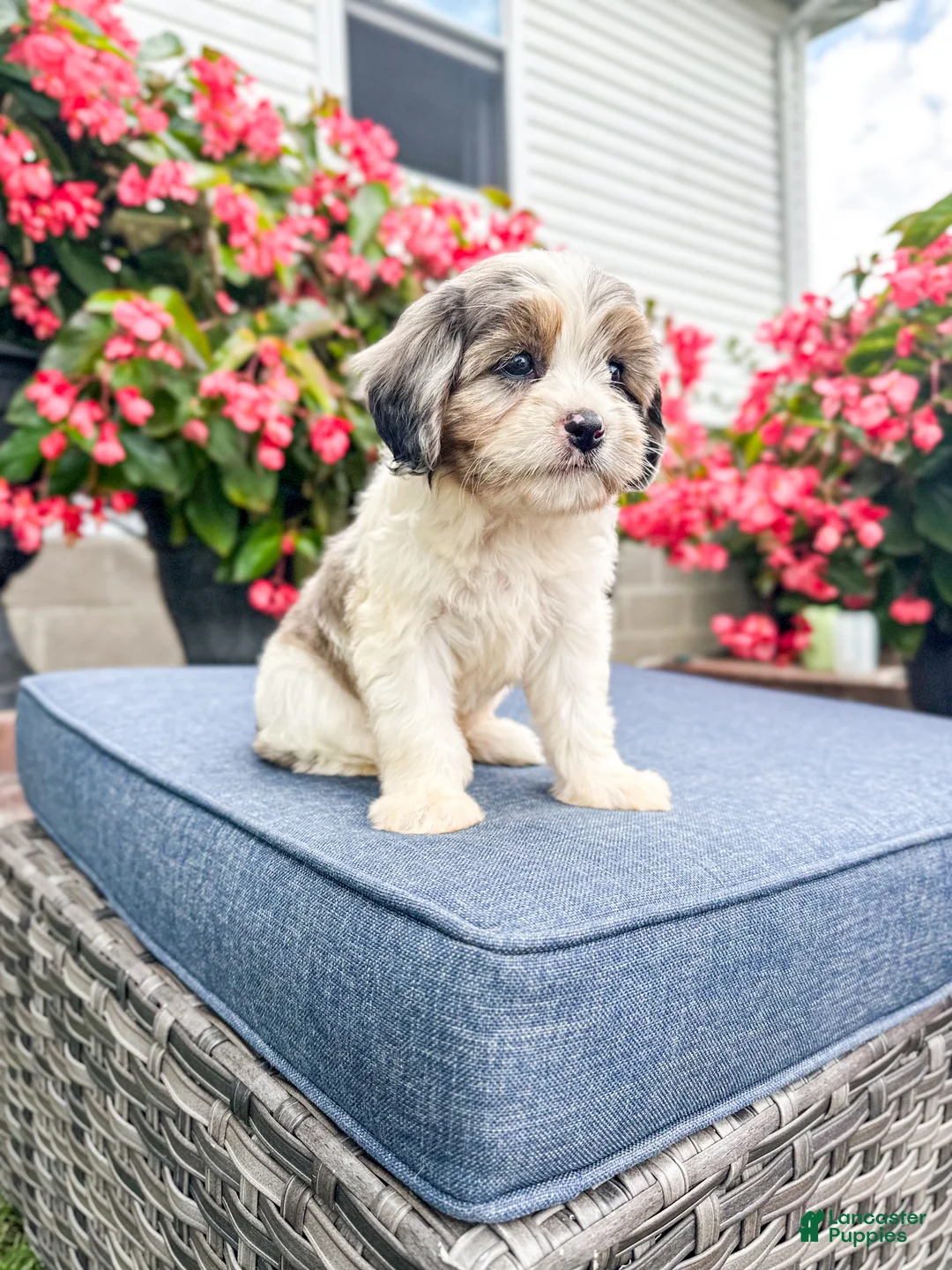 Cavapoo dogs for sale: Poppy - Ad 22