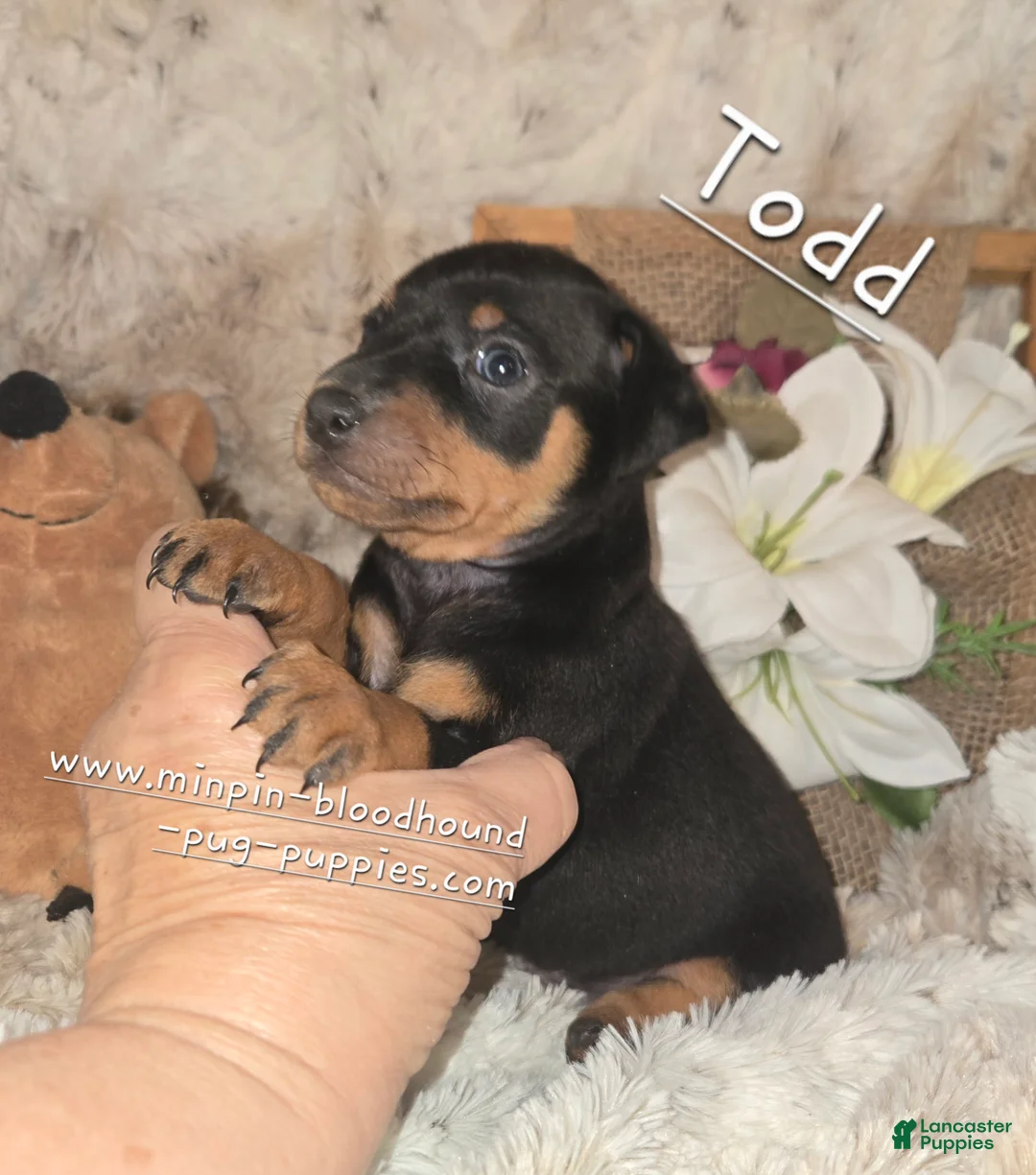 Miniature Pinscher dogs for sale: Todd - Ad 1