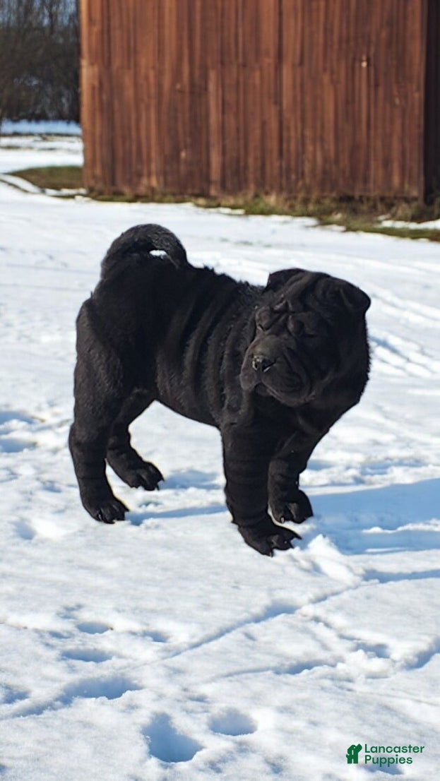 Shar Pei dogs Ebony mini  - Ad 5