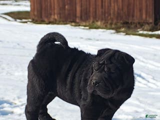 Shar Pei dogs Ebony mini - Ad 5