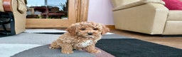 Cavapoo dogs for sale: Cavapoo male Puppy 1 - Ad 9