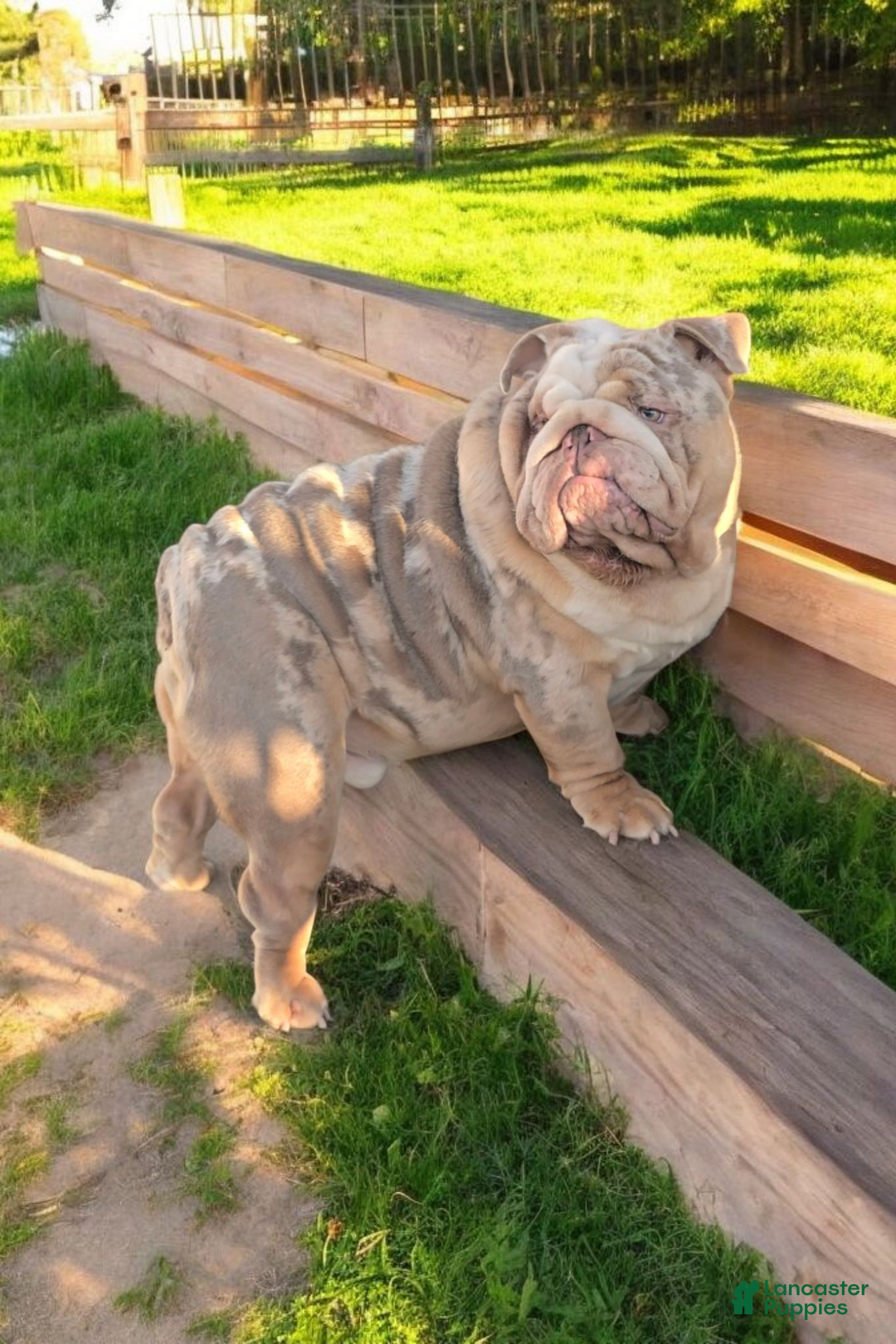 English Bulldog dogs for stud: English Bulldog 1 puppies - Ad 10