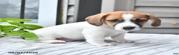 Jack Russell Terrier dogs for sale: Banjo - Ad 4