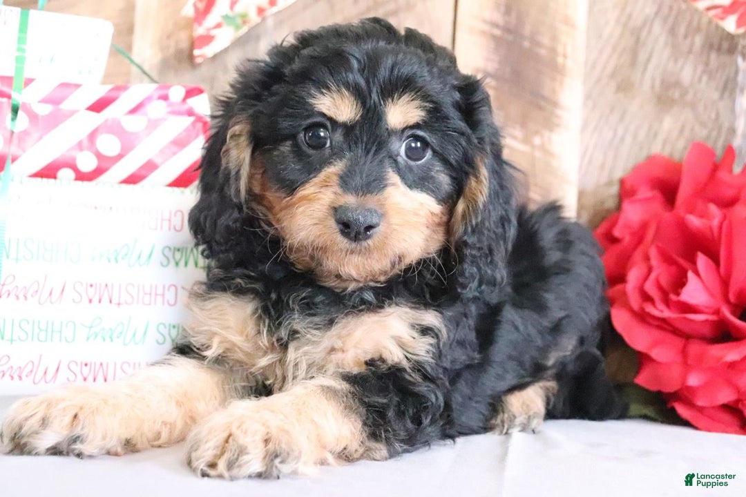 Cavapoo dogs for sale: Rosie - Ad 3