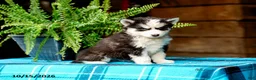 Pomsky dogs for sale: Tresa - Ad 6