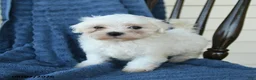 Maltese dogs for sale: Sheila - Ad 4