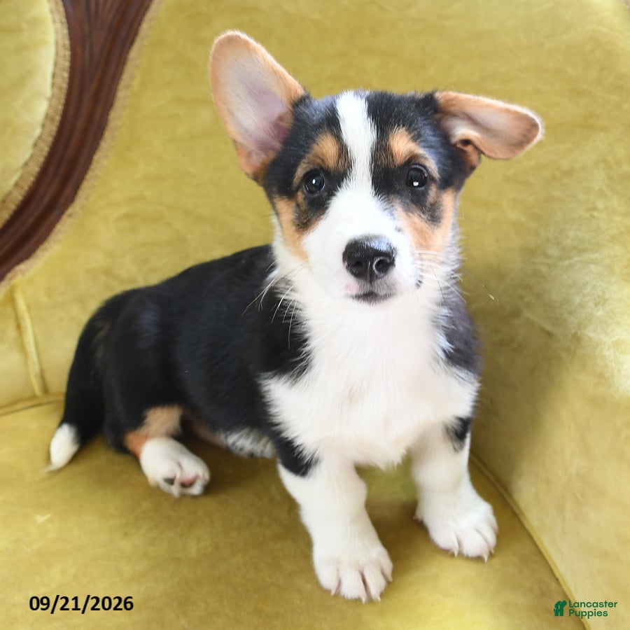 Welsh Corgi Pembroke dogs Christina - Ad 2