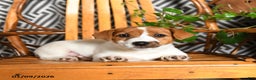 Jack Russell Terrier dogs for sale: Spunky - Ad 1
