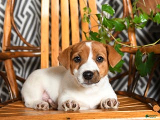 Jack Russell Terrier dogs Spunky - Ad 28