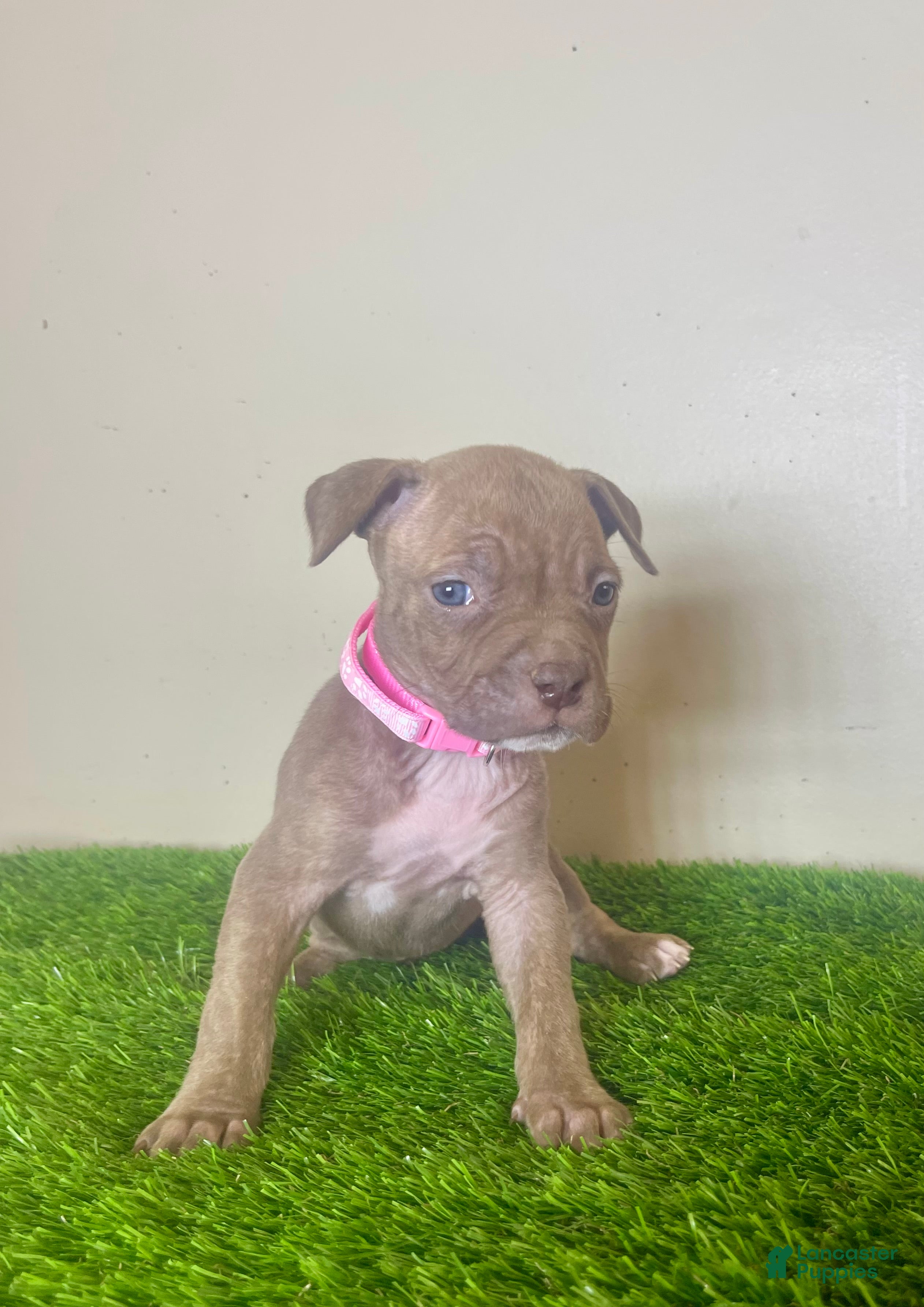 American Bully dogs American Bully Female 2 - Ad 28