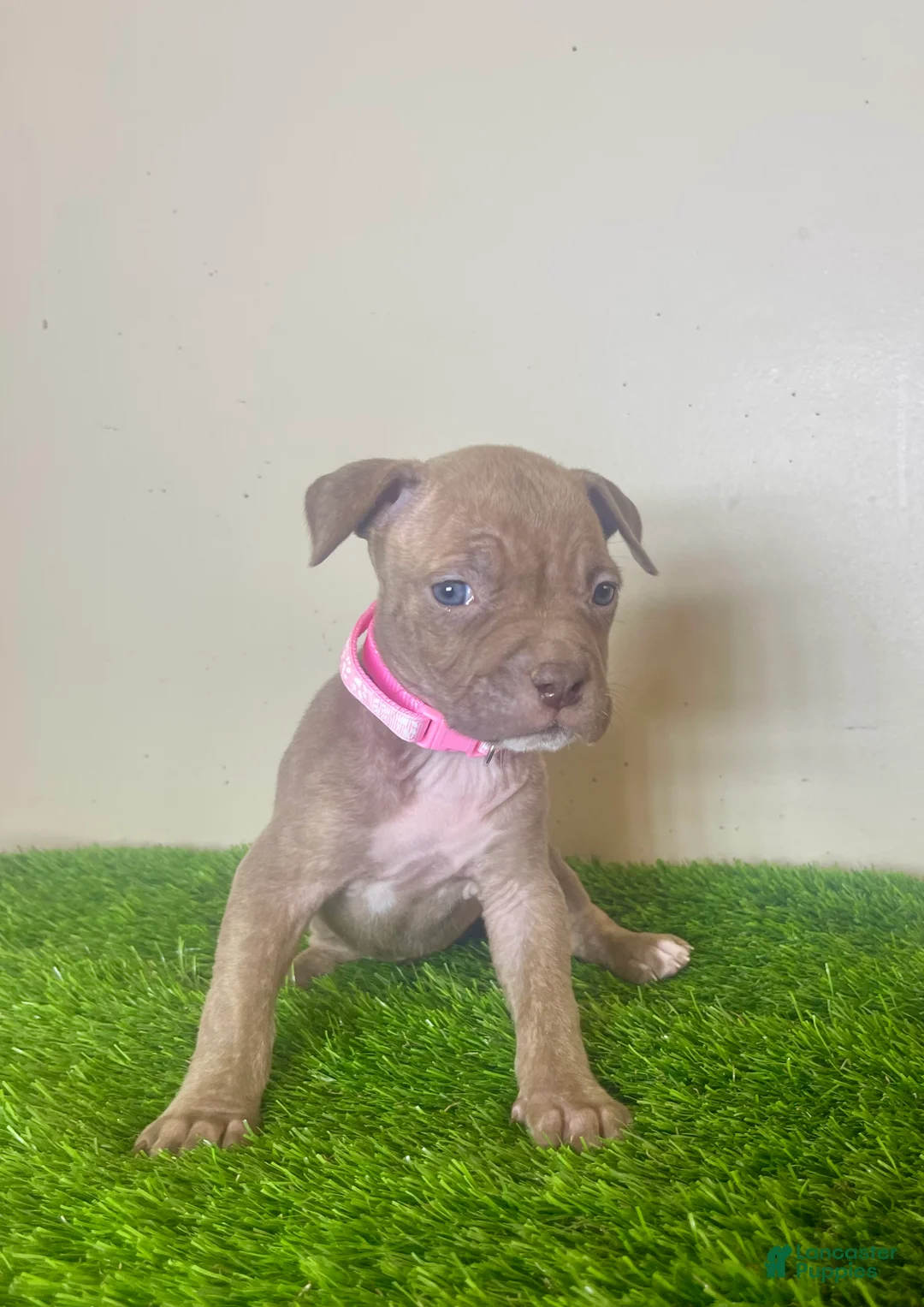 American Bully dogs for sale: American Bully Female 2 - Ad 1