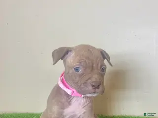 American Bully dogs American Bully Female 2 - Ad 28