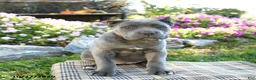 Cane Corso dogs for sale: Tempest - Ad 3