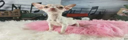 Chihuahua dogs for sale: Micro Teacup white female. Hand Delivery  - Ad 5