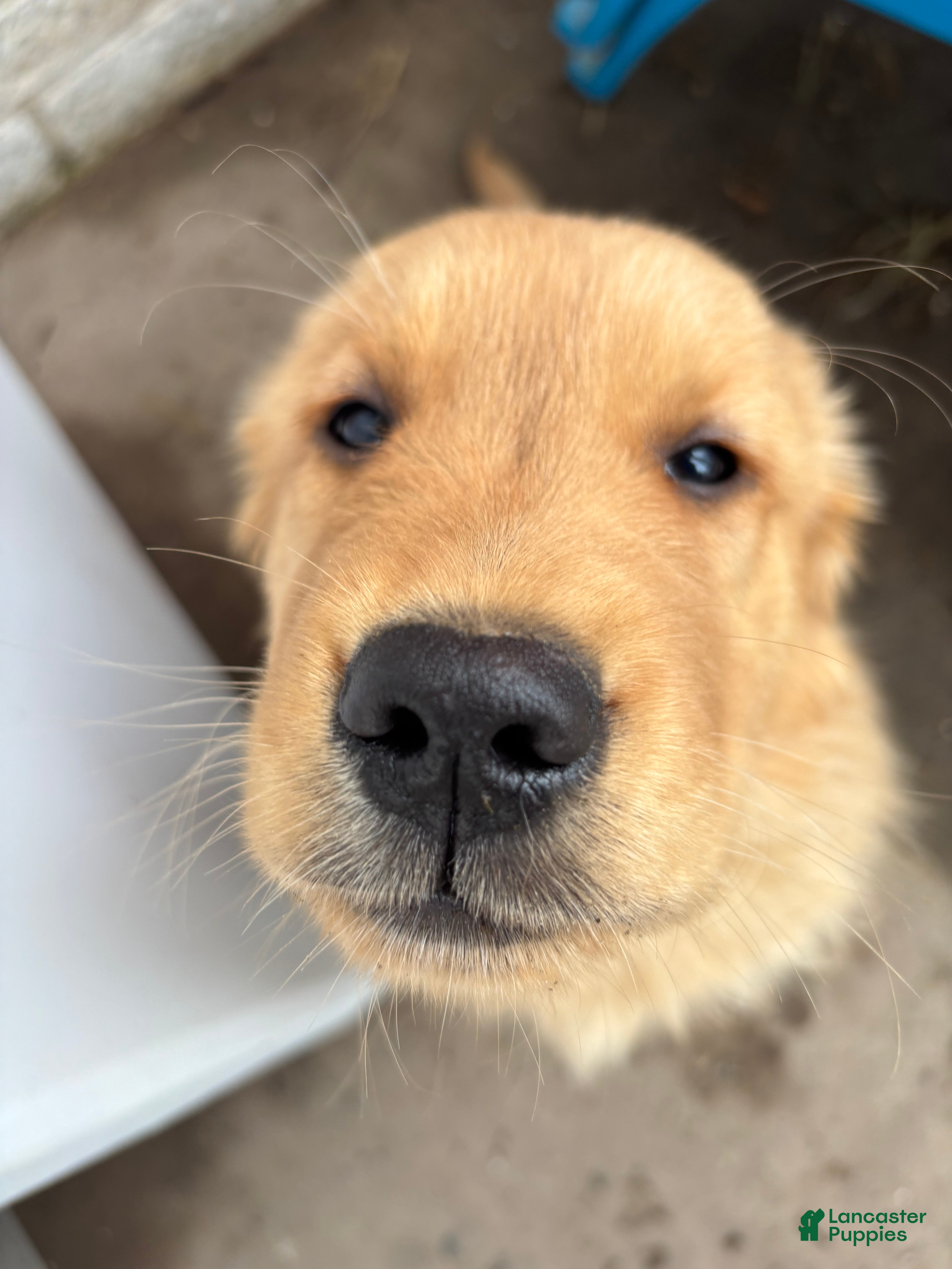 Golden Retriever dogs Melody - Ad 10