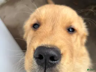 Golden Retriever dogs Melody - Ad 10