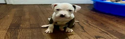 American Pit Bull Terrier dogs for sale: Chula - Ad 6