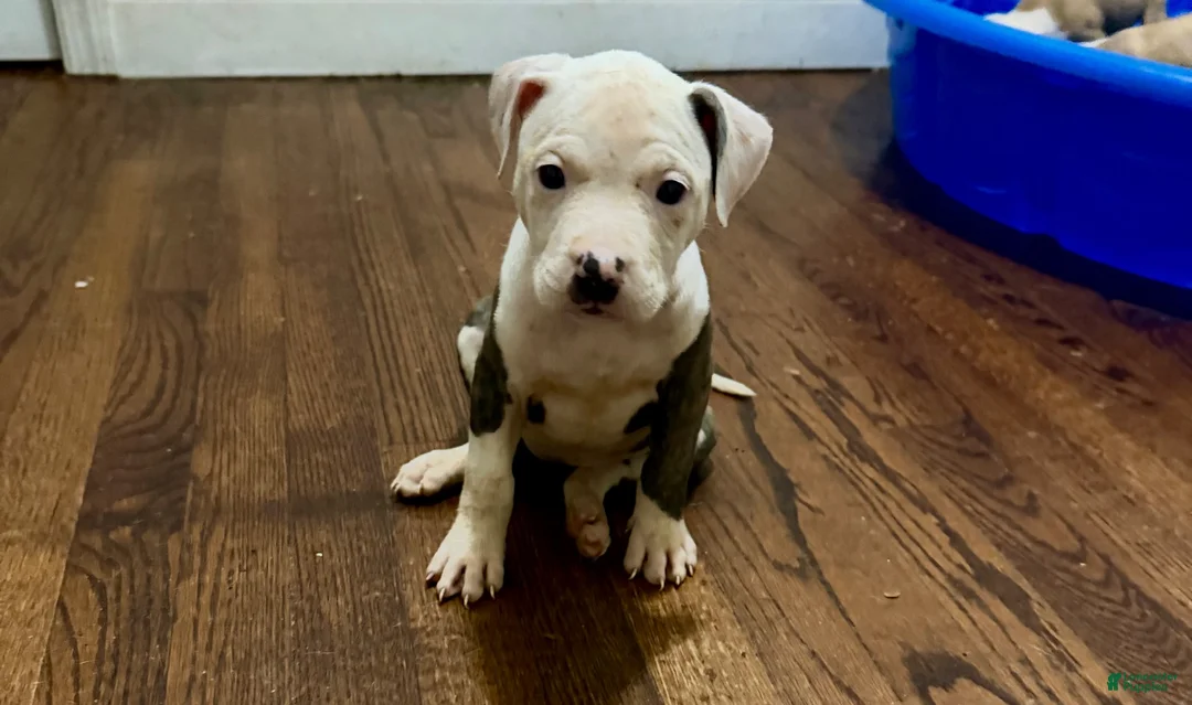American Pit Bull Terrier dogs for sale: Chula - Ad 6
