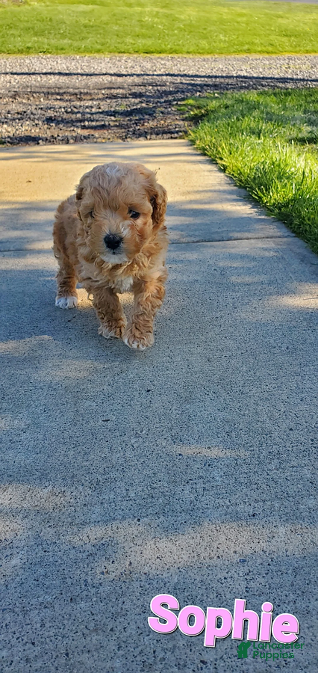 Toy Poodle dogs for sale: Sophie - Ad 10
